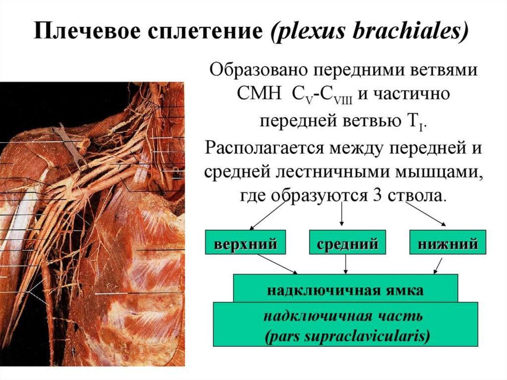 Плечевое сплетение презентация