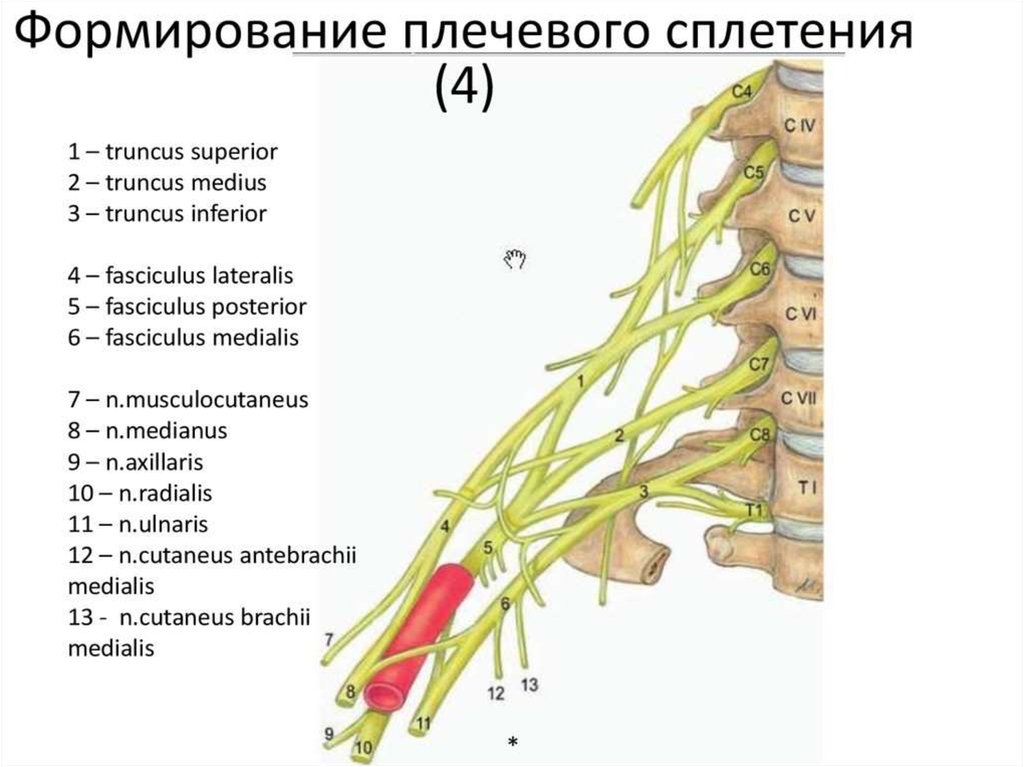 Плечевое сплетение. Схема формирования длинных ветвей плечевого сплетения. Схема формирования плечевого сплетения топография. Плечевое сплетение иннервация. Нервы плечевого сплетения топография.