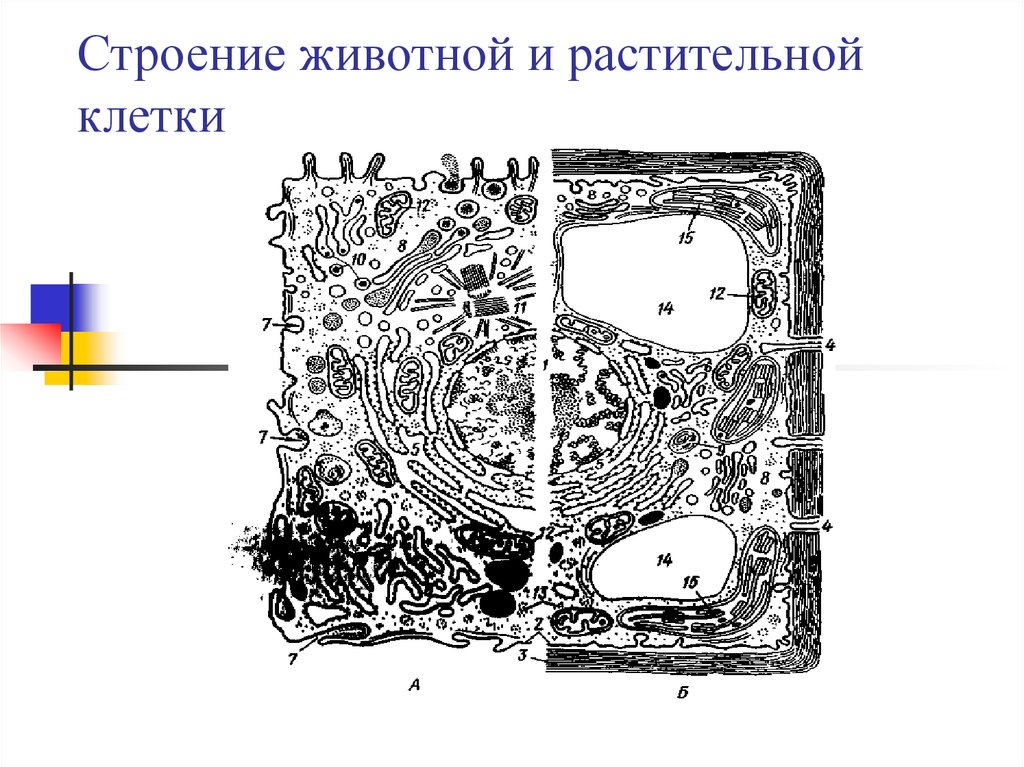 Строение растительной клетки презентация