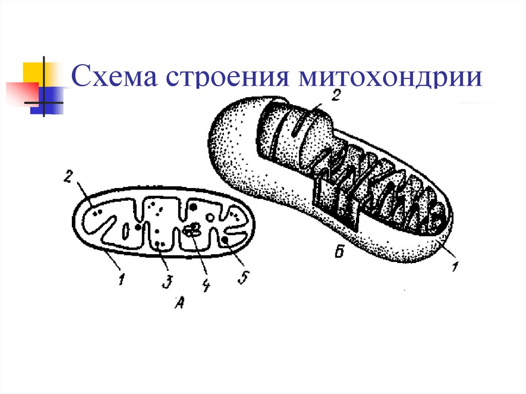 Схема строения митохондрии