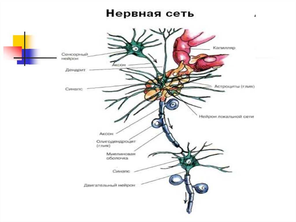 Нервные узлы и нейрон. Нервная сеть. Строение нейрона в сети. Строение нервной сети. Типы нервных сетей в ЦНС.