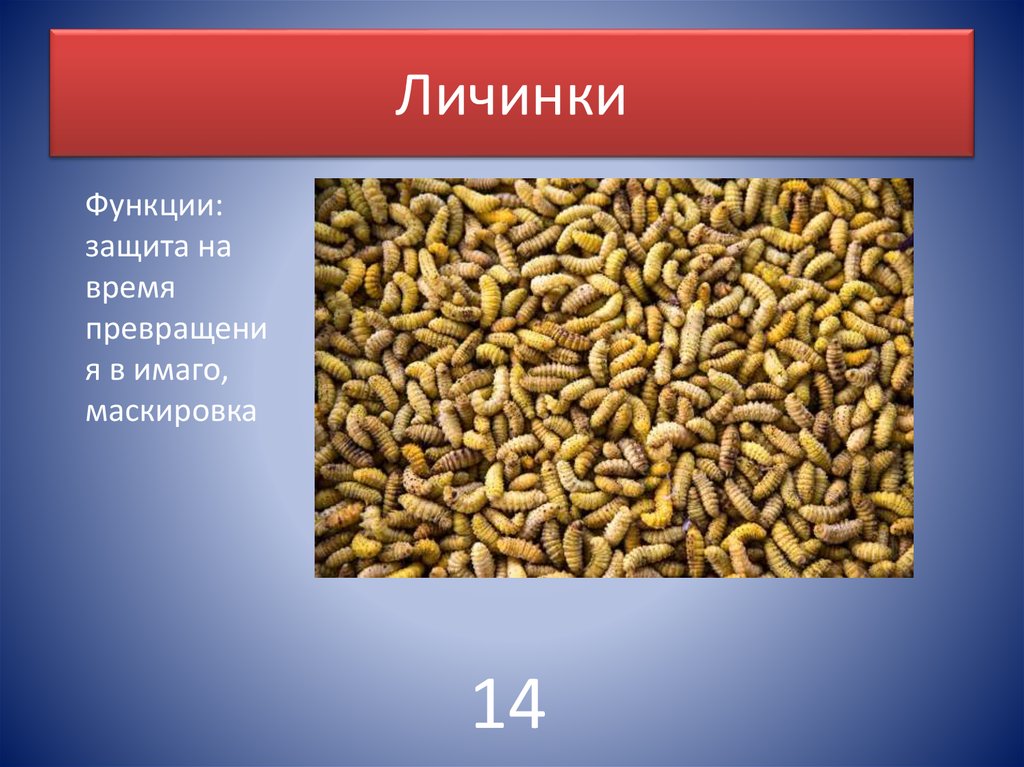 Типы личинок губок. Головная вошь микропрепарат. Строение личинки майского жука. Камподеовидный тип личинки:. Личинки насекомых с полным превращением.