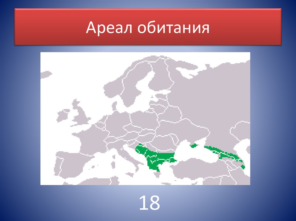Ареал обитания
