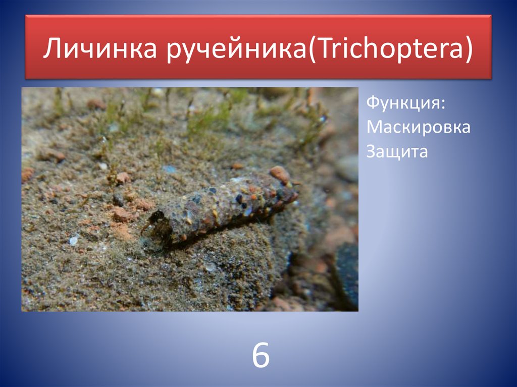 Личинка ручейника(Trichoptera)