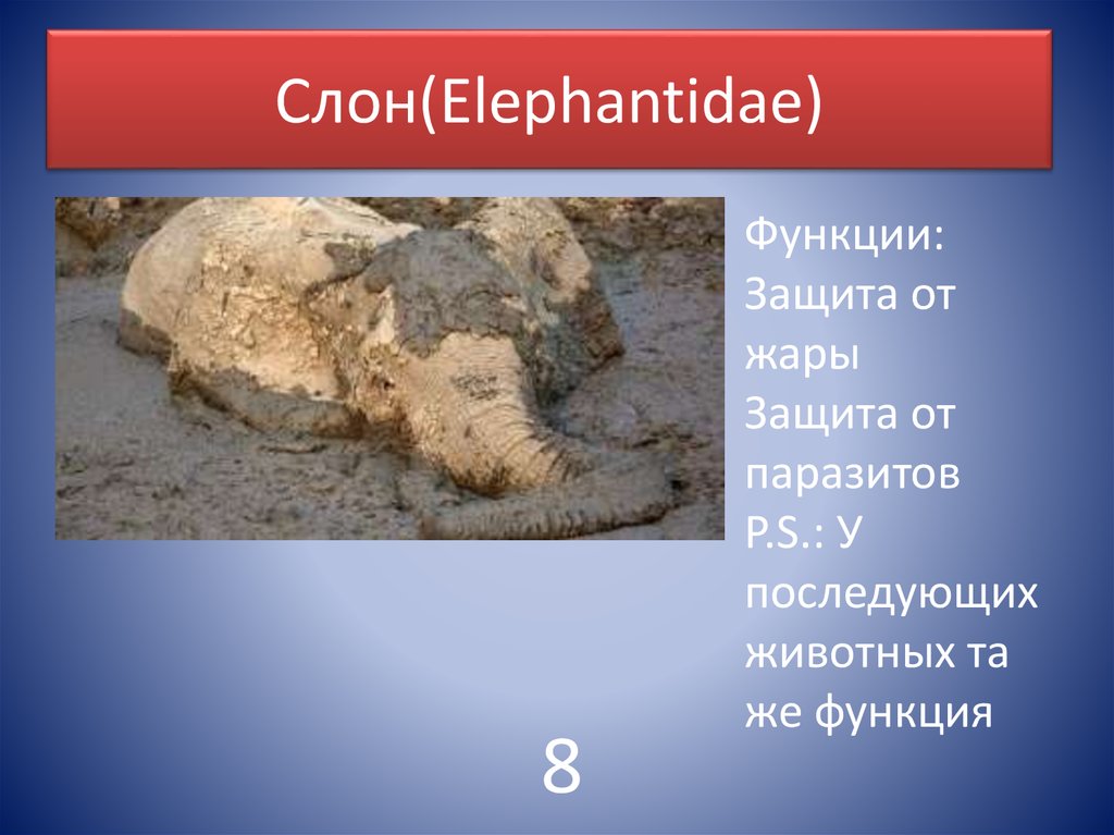 Cлон(Elephantidae)