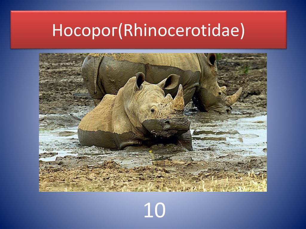 Носорог(Rhinocerotidae)