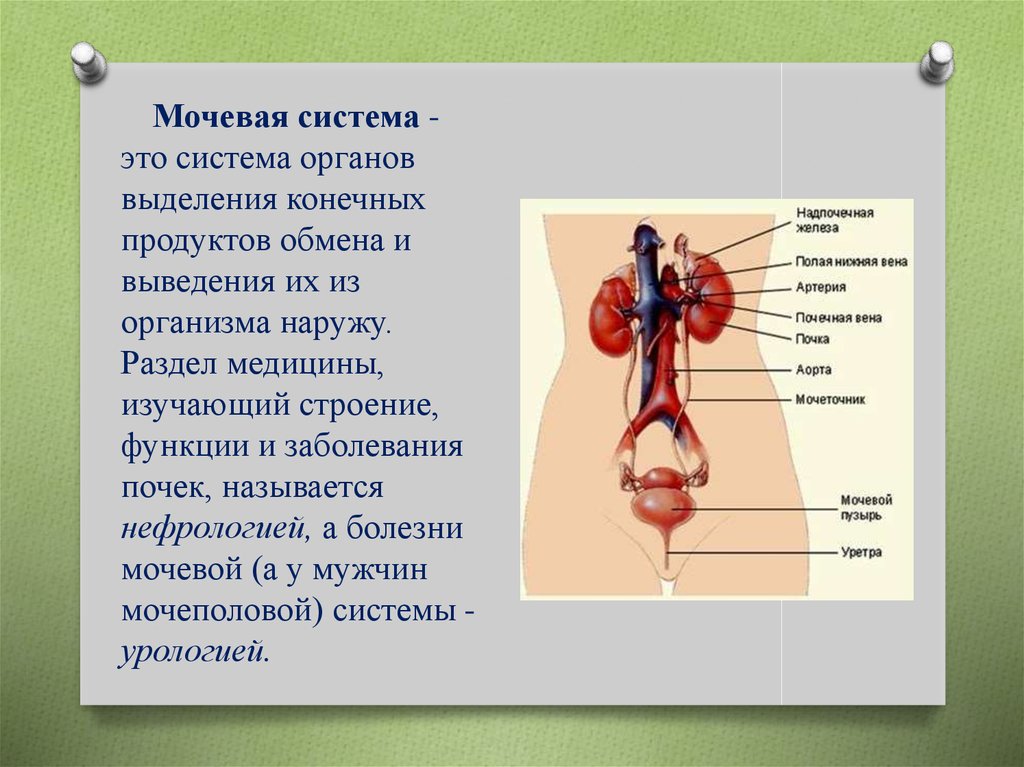 Функция мочевых органов. Мочевыделительная система мочевая система человека. Строение системы органов выделения. Строение выделительной системы анатомия. Выделение и выделительная система человека.