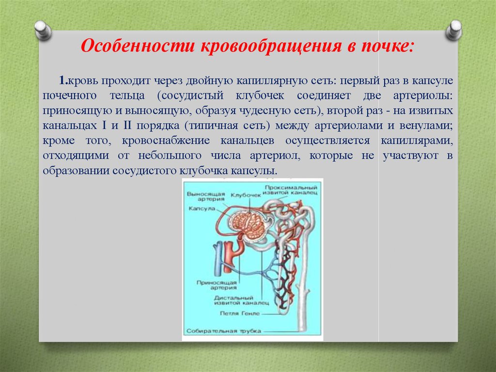 Двойная капиллярная сеть в почках схема