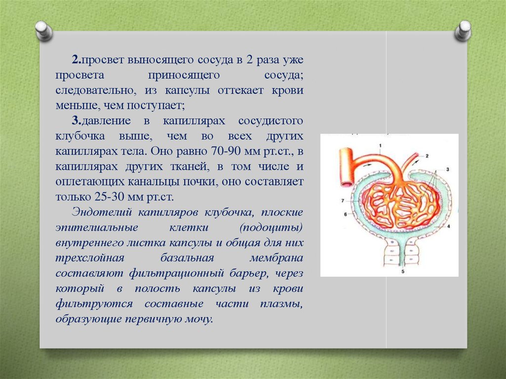 В капиллярном клубочке какая кровь. Давление в капиллярах сосудистого клубочка. Приносящая и выносящая артерии давление. Выносящий сосуд.