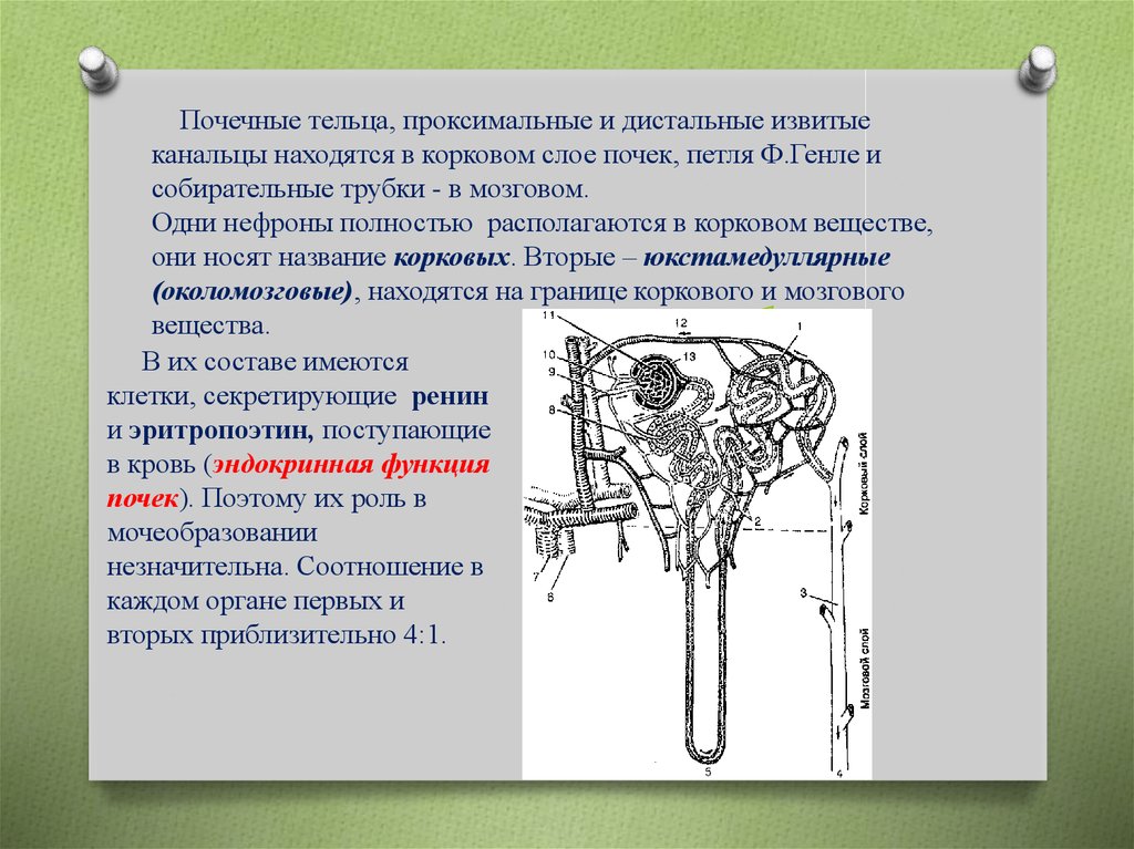 Проксимальный извитой каналец