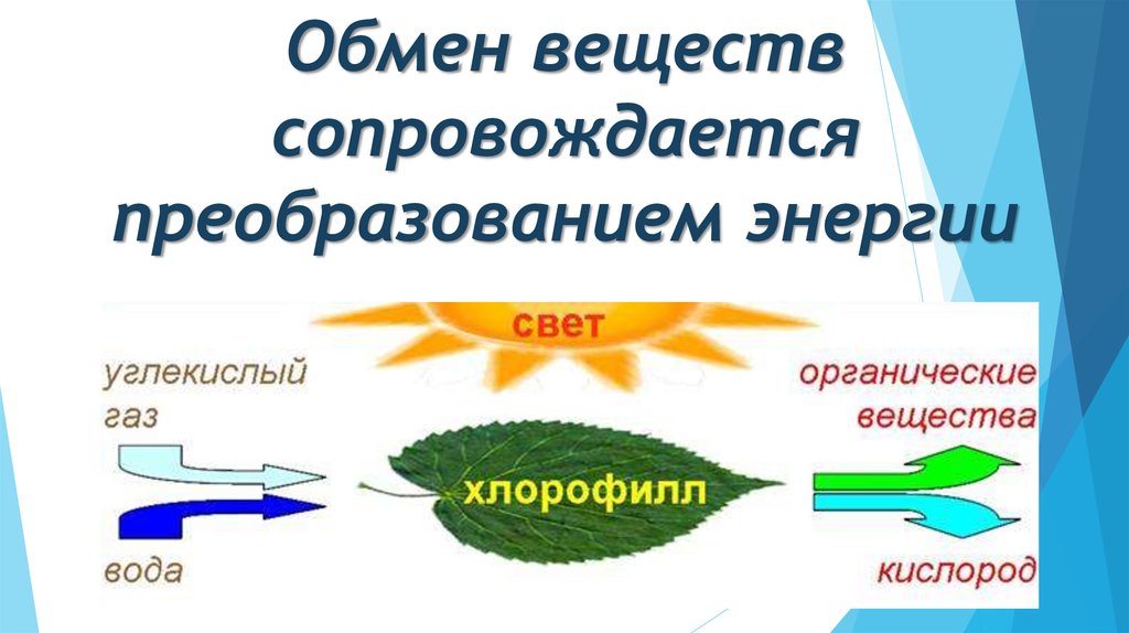 Системы преобразования энергии. Общая характеристика обмена веществ и энергии. Преобразование энергии. Процессы преобразования энергии в биологии. Общая характеристика обмена веществ и преобразование энергии.