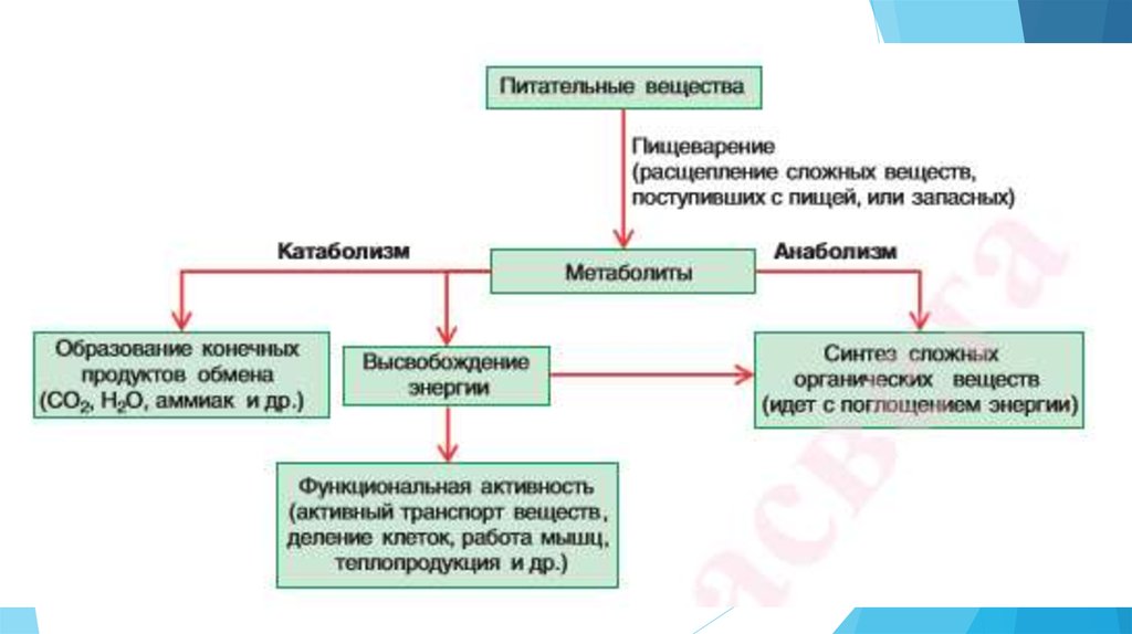 Связь между процессами обмена веществ