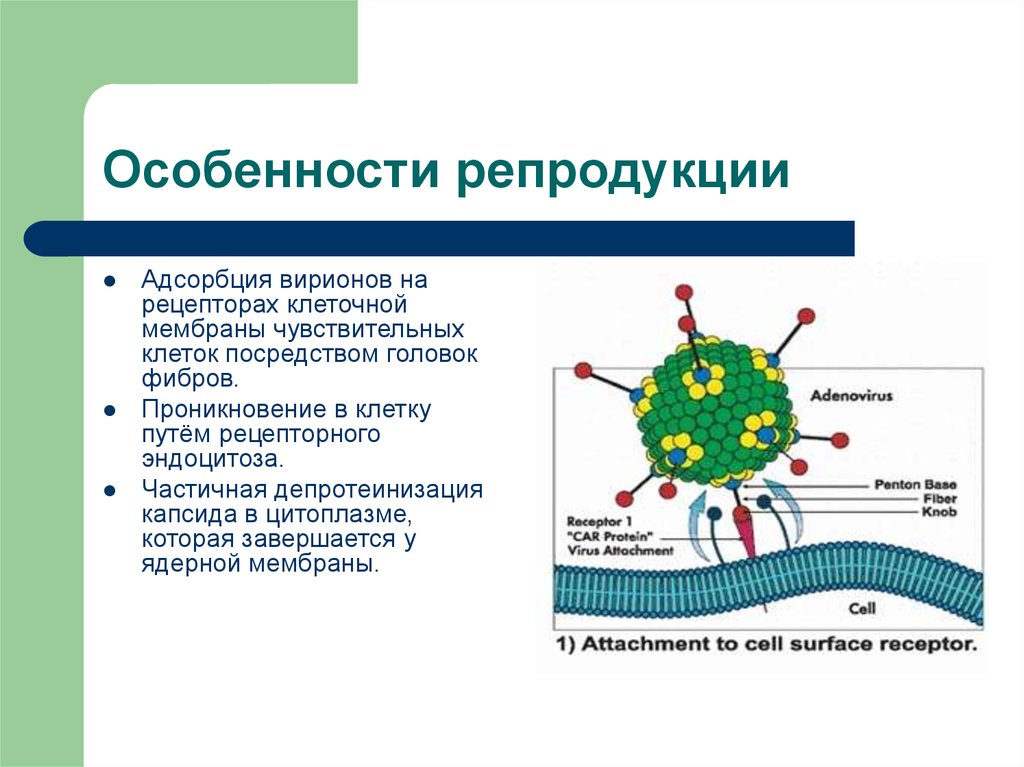 Характерна пульсация образование путем эндоцитоза. Аденовирус вирус Вирион. Семейство Adenoviridae. Чувствительные клетки для аденовирусов.