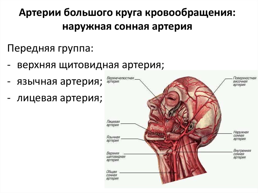 Сонная артерия где на руке. Артерии большого круга кровообращения. Крупные артерии головы. Основные артерии большого круга кровообращения человека. Сосуды большого круга кровообращения артерии.