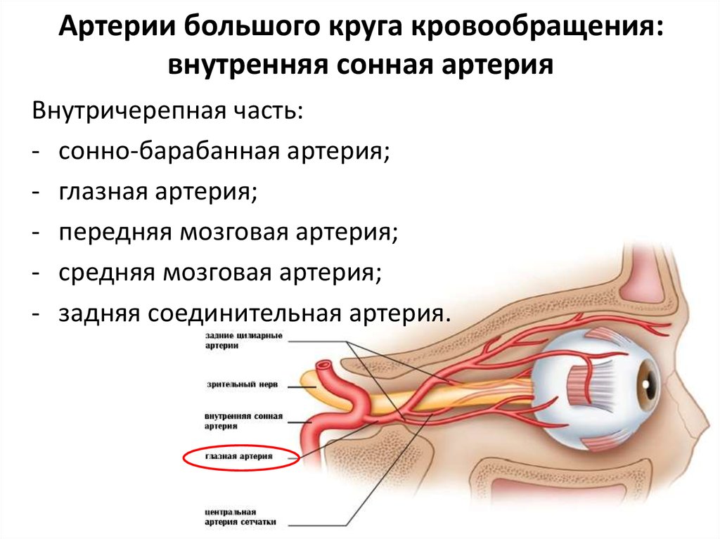 Внутренняя сонная артерия анатомия презентация