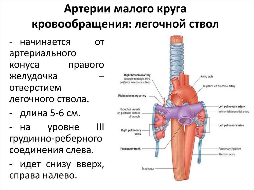 Какие особенности строения артерии