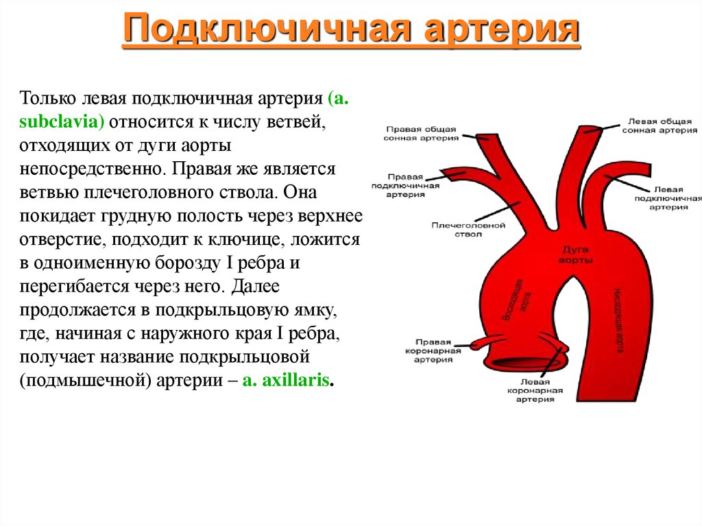 Рассмотрите схему сосудов дуги аорты сделайте к рисунку необходимые обозначения