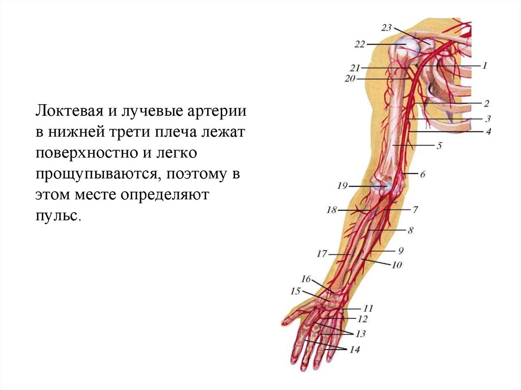 Где находится плечевая артерия у человека фото