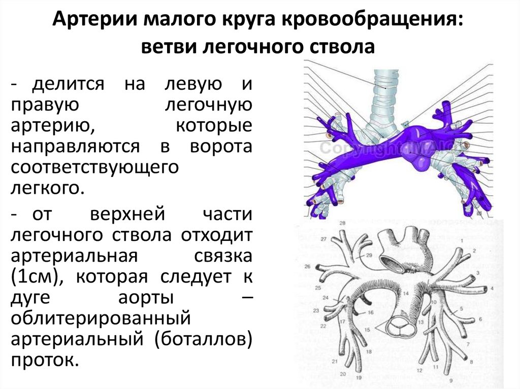 Легочные вены сколько