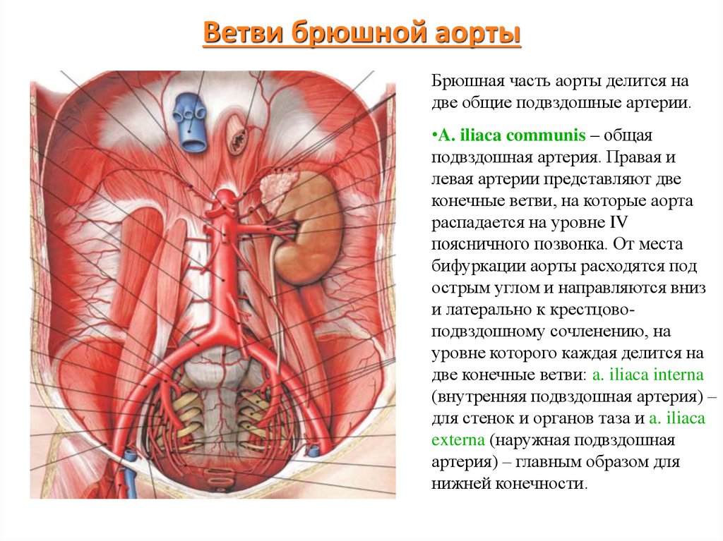 Брюшные артерии схема