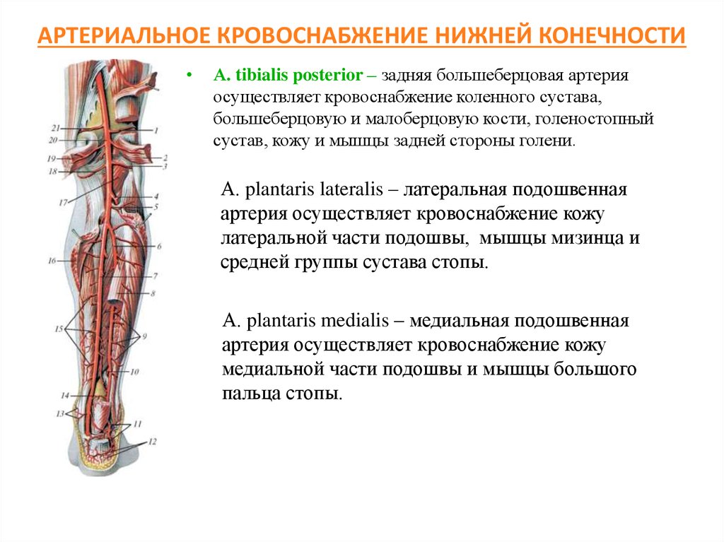 Артерии на стопе пульс. Артерии нижних конечностей области кровоснабжения. Схема кровоснабжения конечностей. Общая схема артерии нижней конечности. Кровоснабжение нижних конечностей артерии.