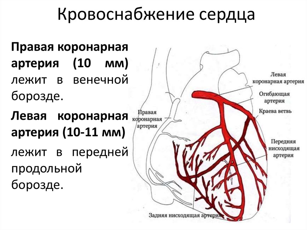 Кровообращения передней. Коронарные артерии сердца схема. Правая коронарная артерия анатомия. Артерии сердца схема кровоснабжения. Коронарные артерии анатомия кровоснабжение.