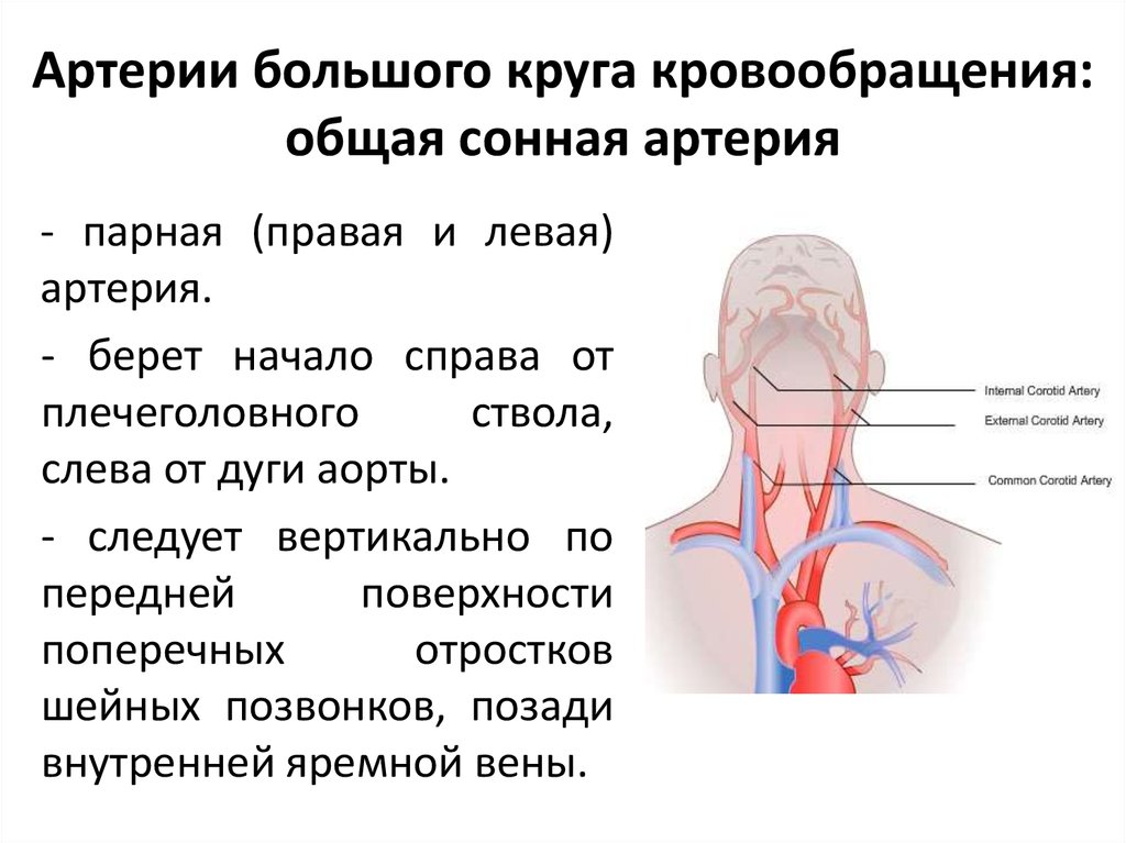 Где находится сонная артерия слева. Сонная артерия большой круг кровообращения или. Большой круг кровообращения Сонная артерия. Артерии большого круга кровообращения. Крупных артериях Сонная)..