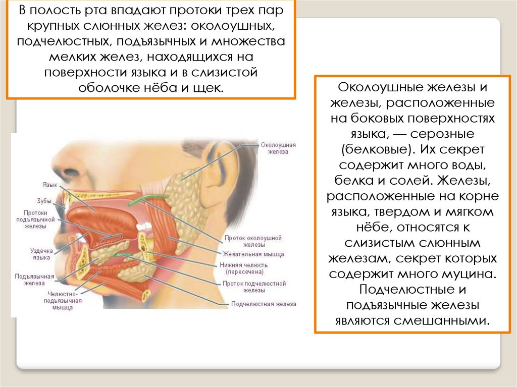 Регуляция слюнообразования и слюноотделения - презентация онлайн