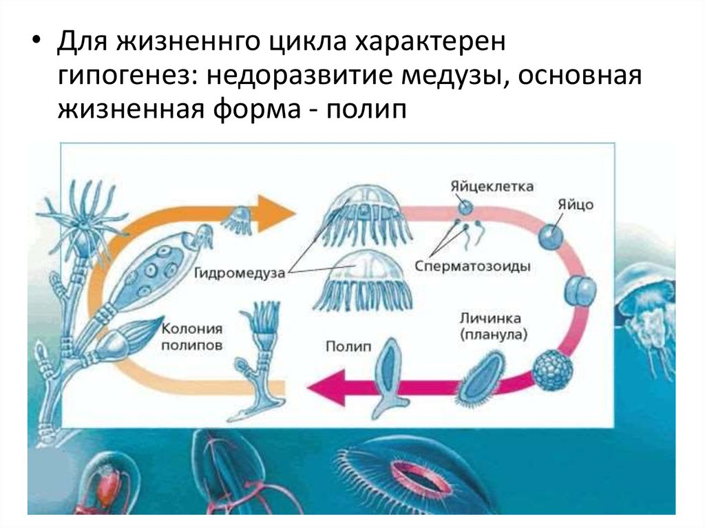 Стадия жизненного цикла медузы. Жизненный цикл ГИДРОИДА Obelia. Цикл развития гидроидного полипа. Цикл развития гидроидной медузы. Чередование поколение у гидройдных.