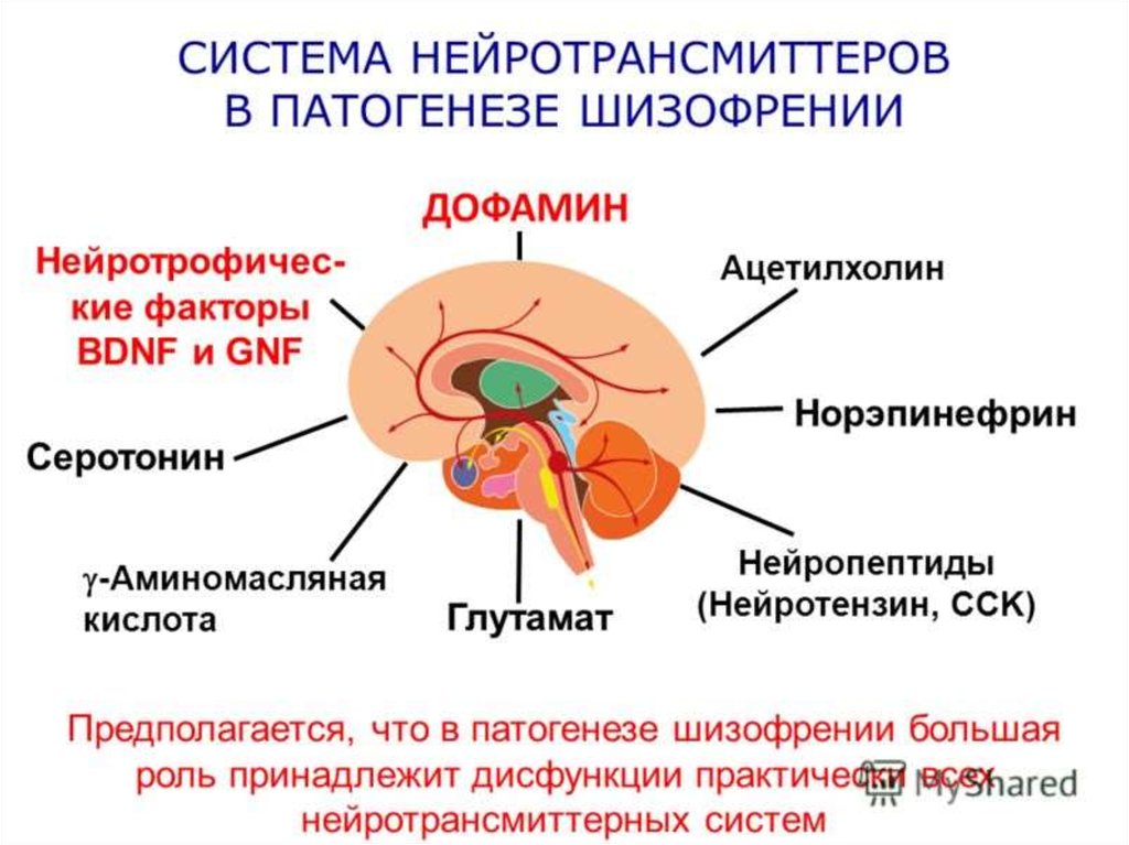 Генетика шизофрении презентация