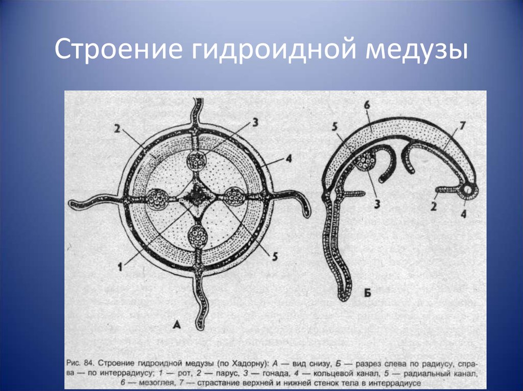 Кольцевой канал. Схема строения гидромедузы. Строение гидромдноидной медузы. Строение гидроиднрйй медузы. Строение гидроидных.