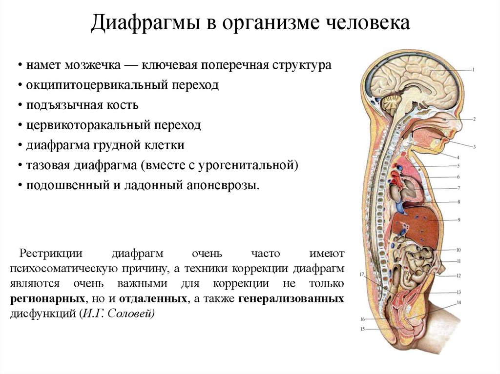 Тазовая диафрагма у женщин где находится фото