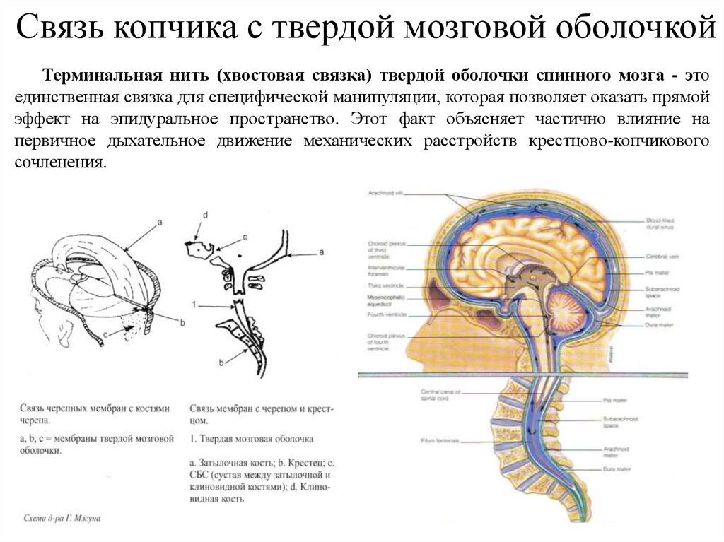 Крестцовый отдел головного мозга. Дуральная оболочка спинного мозга прикрепление. Твёрдая мозговая оболочка спинного мозга. Твердая мозговая оболочка крестец. Терминальная нить спинного мозга.