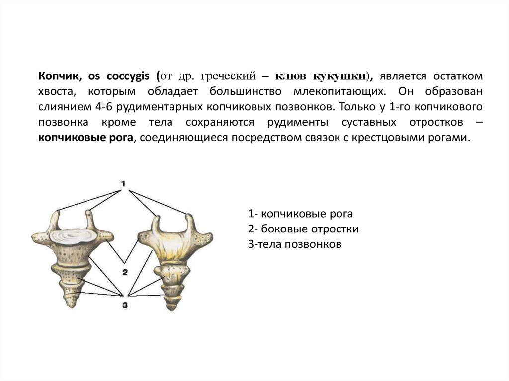 Строение копчика у женщин и хвостик фото