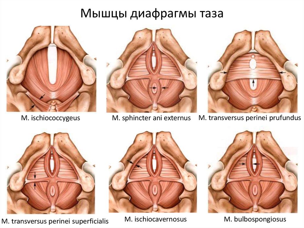 Мышцы тазового дна у женщин фото схема анатомия