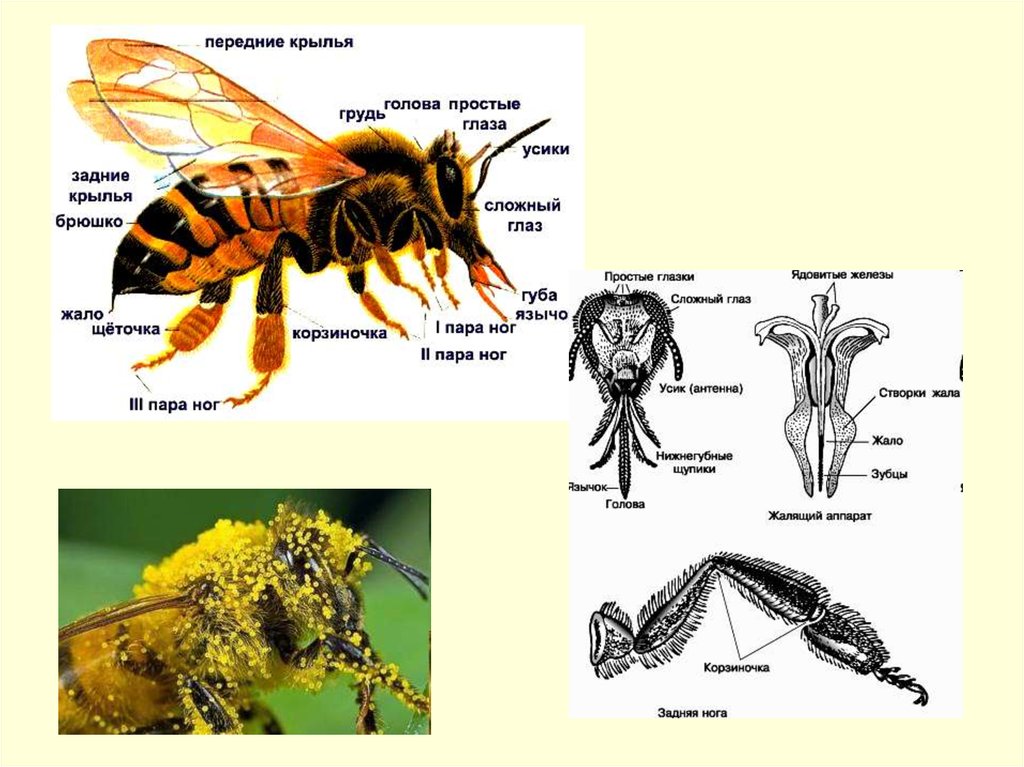 Строение шмеля схема