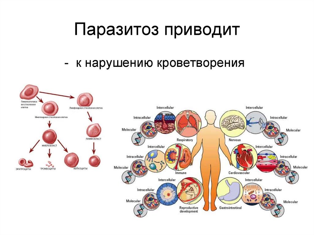 Паразитозы. Заболевания при паразитозах. Хронический паразитоз.