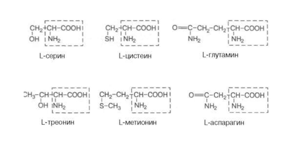 Незаряженные аминокислоты. Неполярные группы. Глутаминил-цистеил-серин. Аланин, Валин, лейцин, изолейцин, пролин, глицин). Серин треонин глутамин.