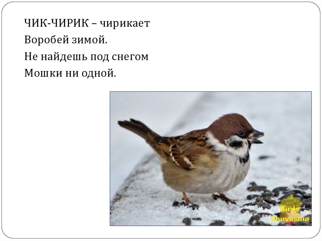 Песня чик чирик воробей. Воробей Чик чирик. Воробей зимой. Воробей чирикает. Воробей щебечет.