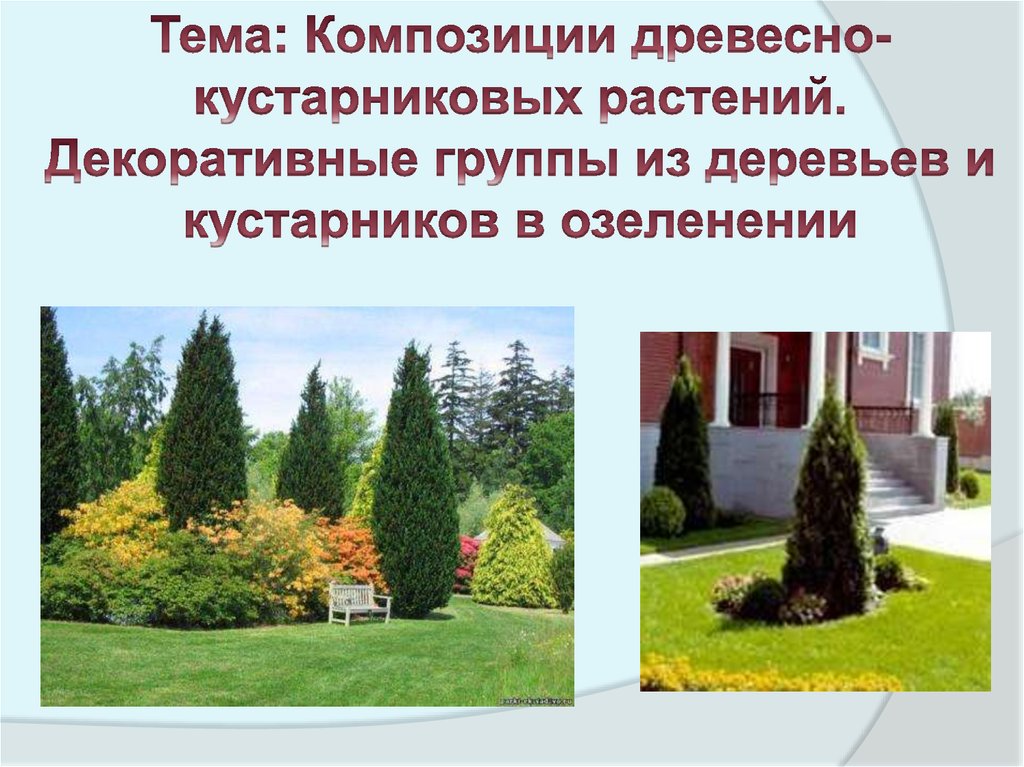 Тема: Композиции древесно-кустарниковых растений. Декоративные группы из деревьев и кустарников в озеленении