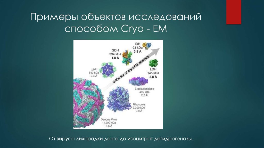 Примеры объектов исследований способом Cryo - EM