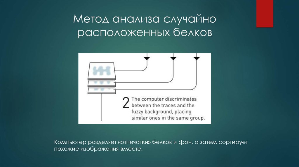 Метод анализа случайно расположенных белков