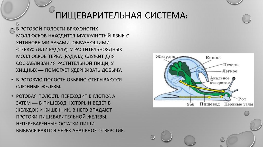 Пищеварительная у моллюсков