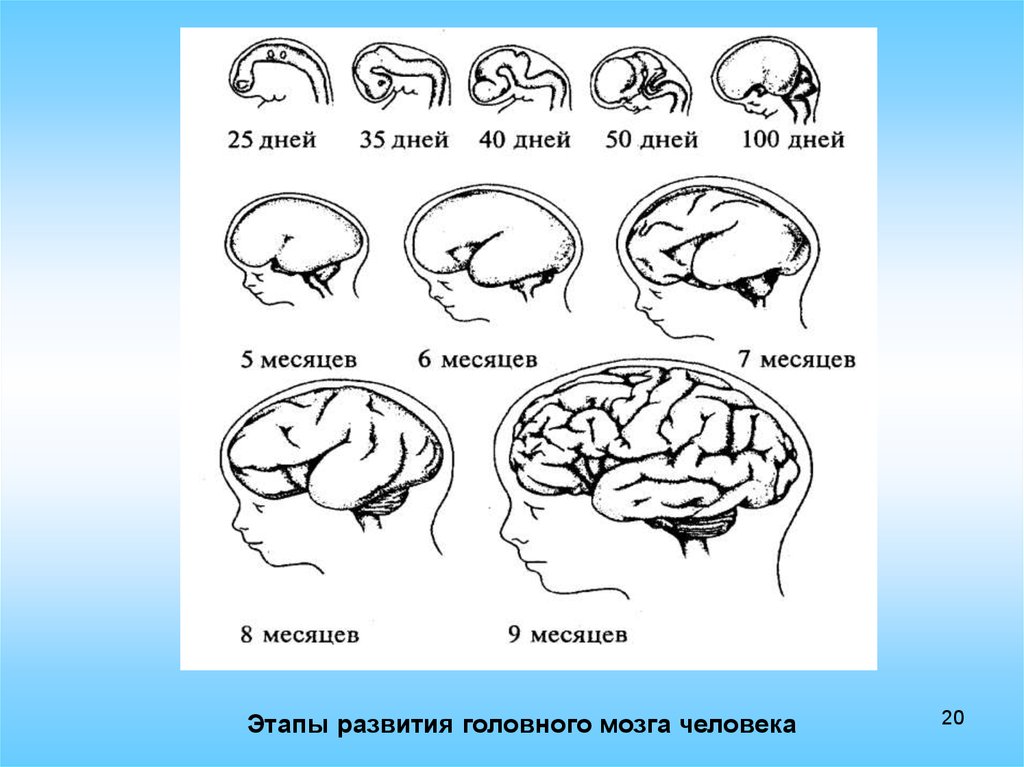 Восприятие в онтогенезе. Развитие головного мозга. Этапы развития мозга. Онтогенез головного мозга. Этапы развития головного мозга.