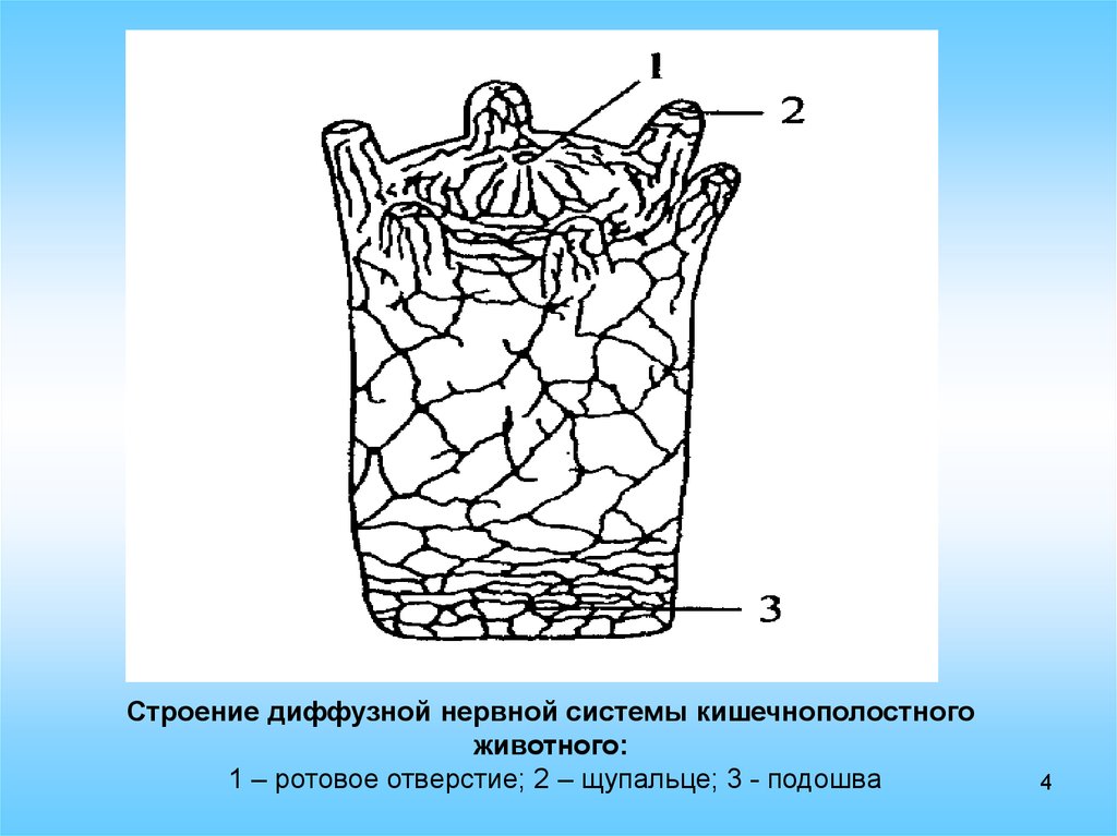 Диффузная нервная система схема