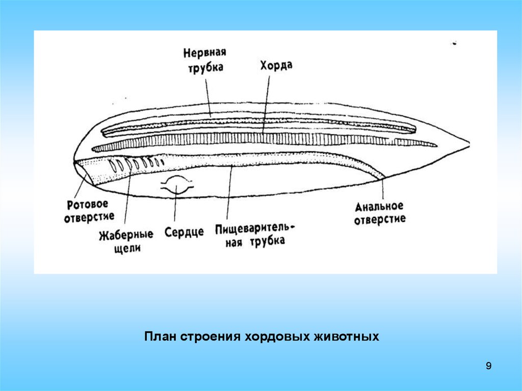 План строения. План строения хордовых животных. Общая схема внутреннего строения хордового животного. Общая схема внутреннего строения хордового животного рис 105. Общий план строения хордовых животных.