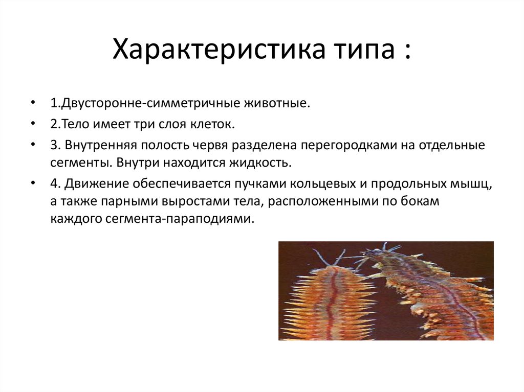 Кольчатые черви егэ презентация