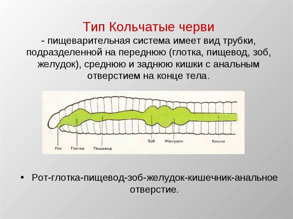 Тип кольчатые черви презентация