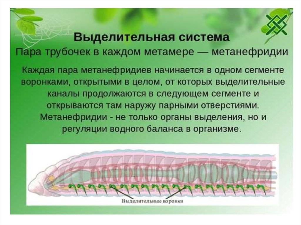Усложнение червей. Метанефридиальная выделительная система. Выделительная система кольчатых червей 7 класс биология. Тип выделительной системы кольчатых червей. Метанефридиальная выделительная система кольчатых червей.