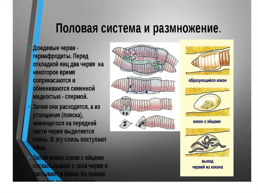 Кольчатые черви размножение. Половая система кольчатых червей кольчатых. Кольчатые черви строение размножение. Размножение кольчатых червей 7 класс. Поясок у кольчатых червей.